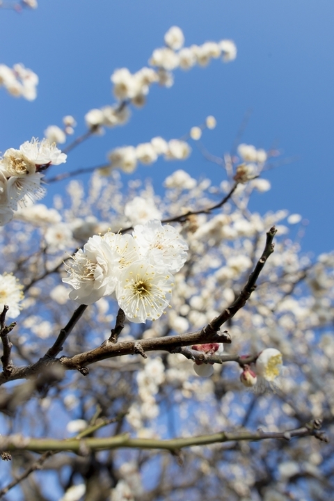 DSC_2258_PS5.jpg
